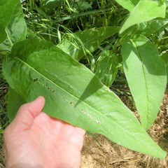 Rumex altissimus