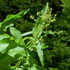 Rumex altissimus