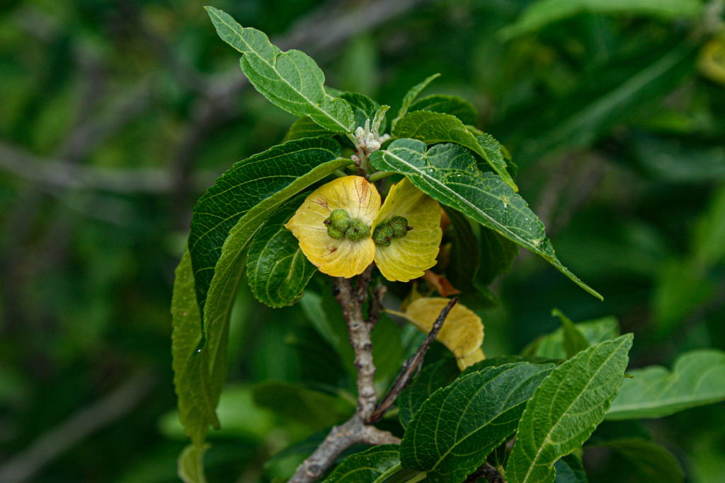 Acalypha pubiflora