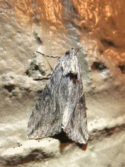Melipotis jucunda