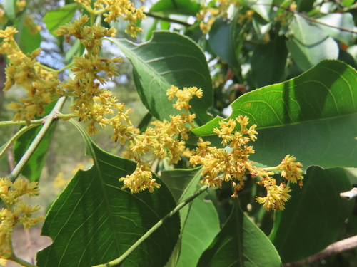 Image of Reissantia indica by no rights reserved
