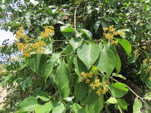 Image of Reissantia indica by no rights reserved