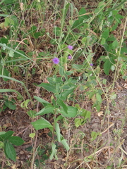 Linzia glabra, photograph author not stated, no rights reserved