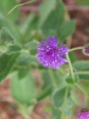 Linzia glabra, photograph author not stated, no rights reserved