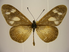 Acraea lycoa