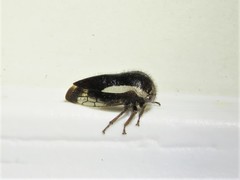 Ophiderma flavicephala