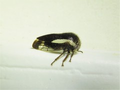 Ophiderma flavicephala