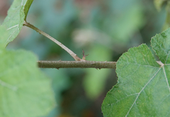 Rubus arachnoideus