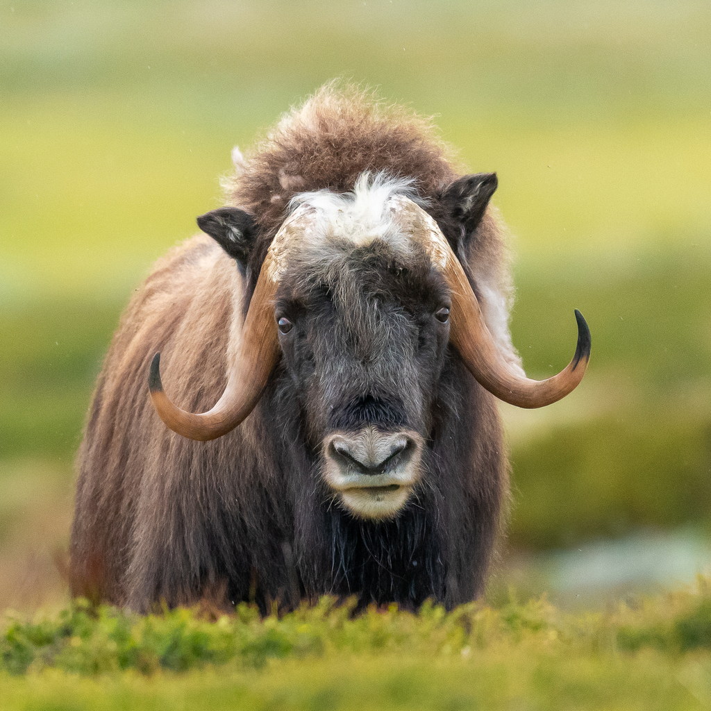 Ovibos moschatus, Oppdal, Norvège, by lesbectrotters