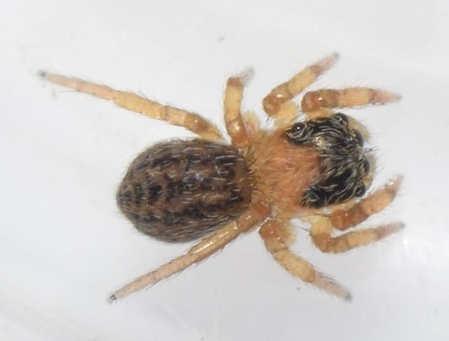 White-Palped Jumping Spider, Otterlo, Nederland, photo 5 of 10