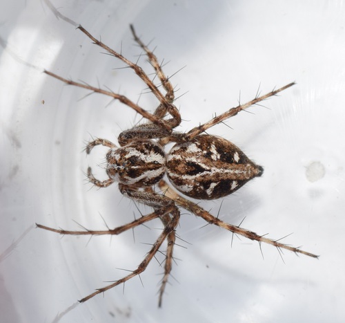 Variegated Lynx Spider, Otterlo, Nederland, photo 9 of 10