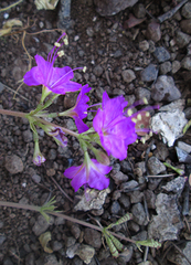 Commicarpus pentandrus