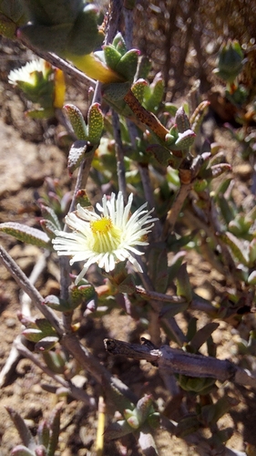 Swartland Spoonfig (Erepsia hallii)