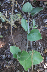 Commicarpus pentandrus