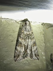 Melipotis jucunda