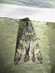 Melipotis jucunda
