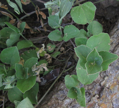 Commicarpus pentandrus