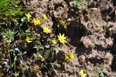 Crocidium multicaule