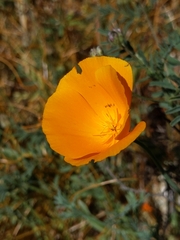 Eschscholzia lemmonii