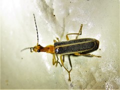 Podabrus brunnicollis