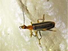 Podabrus brunnicollis