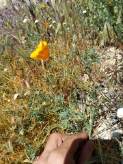 Eschscholzia lemmonii