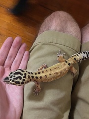 Eublepharis macularius