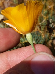 Eschscholzia lemmonii