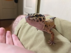 Eublepharis macularius