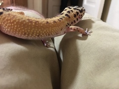 Eublepharis macularius