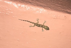 Hemidactylus mabouia