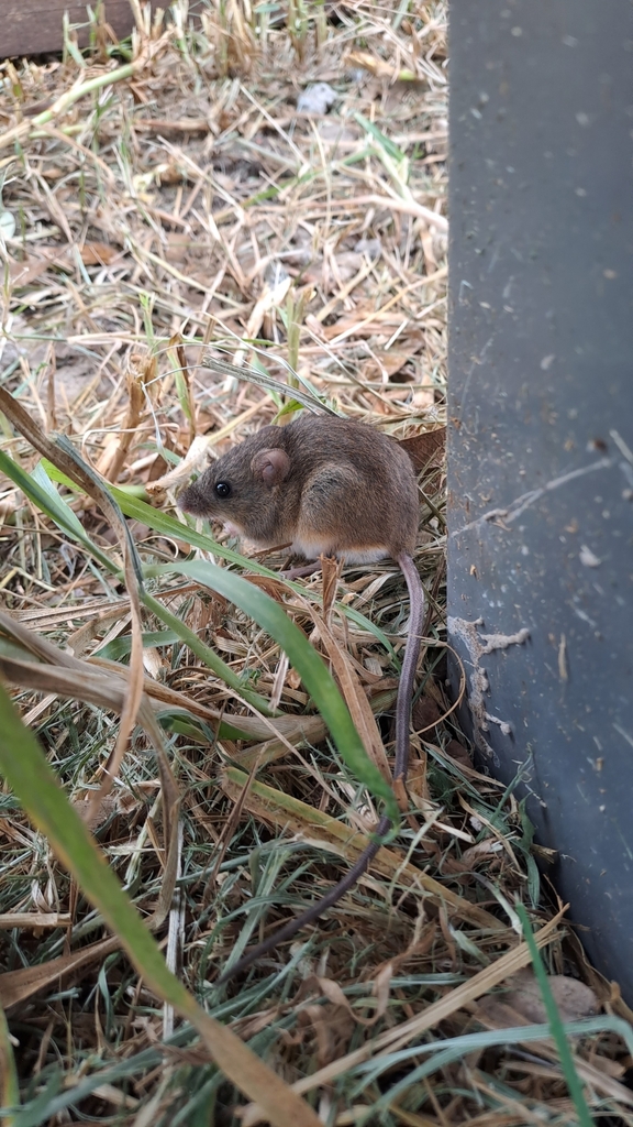 Yellow Pygmy Rice Rat