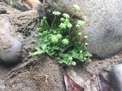 Marchantia emarginata