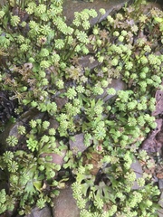 Marchantia emarginata