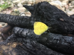 Eurema blanda arsakia