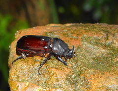 Oryctes monoceros