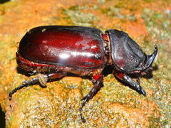Oryctes monoceros