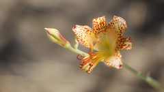 Alstroemeria versicolor
