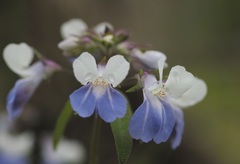 Collinsia verna