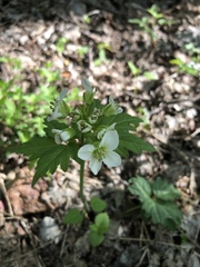 Cardamine angustata