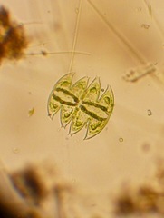 Micrasterias laticeps