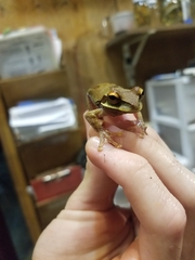 Smilisca cyanosticta