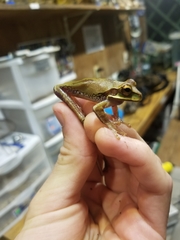 Smilisca cyanosticta