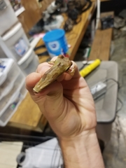 Smilisca cyanosticta