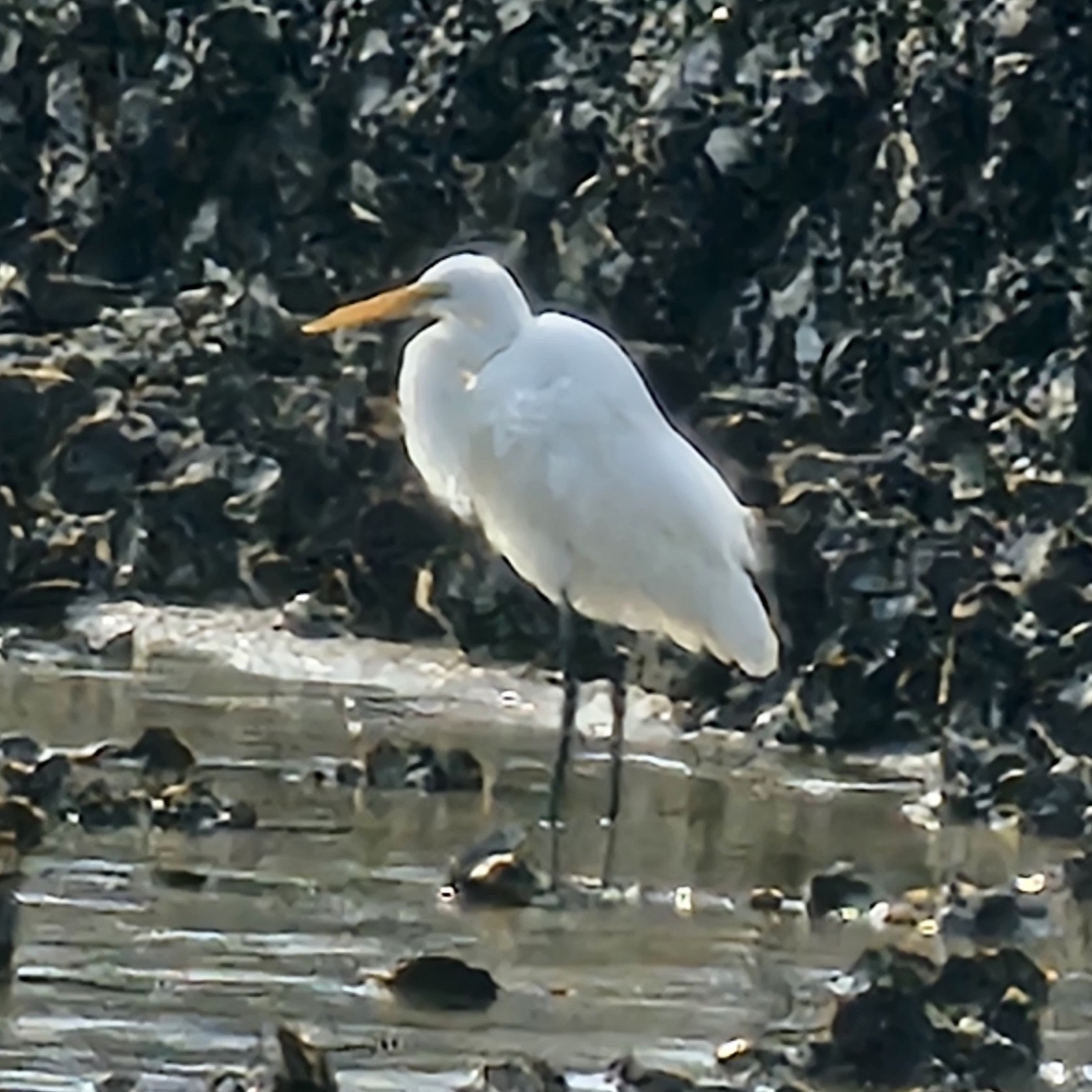 Medium Egret
