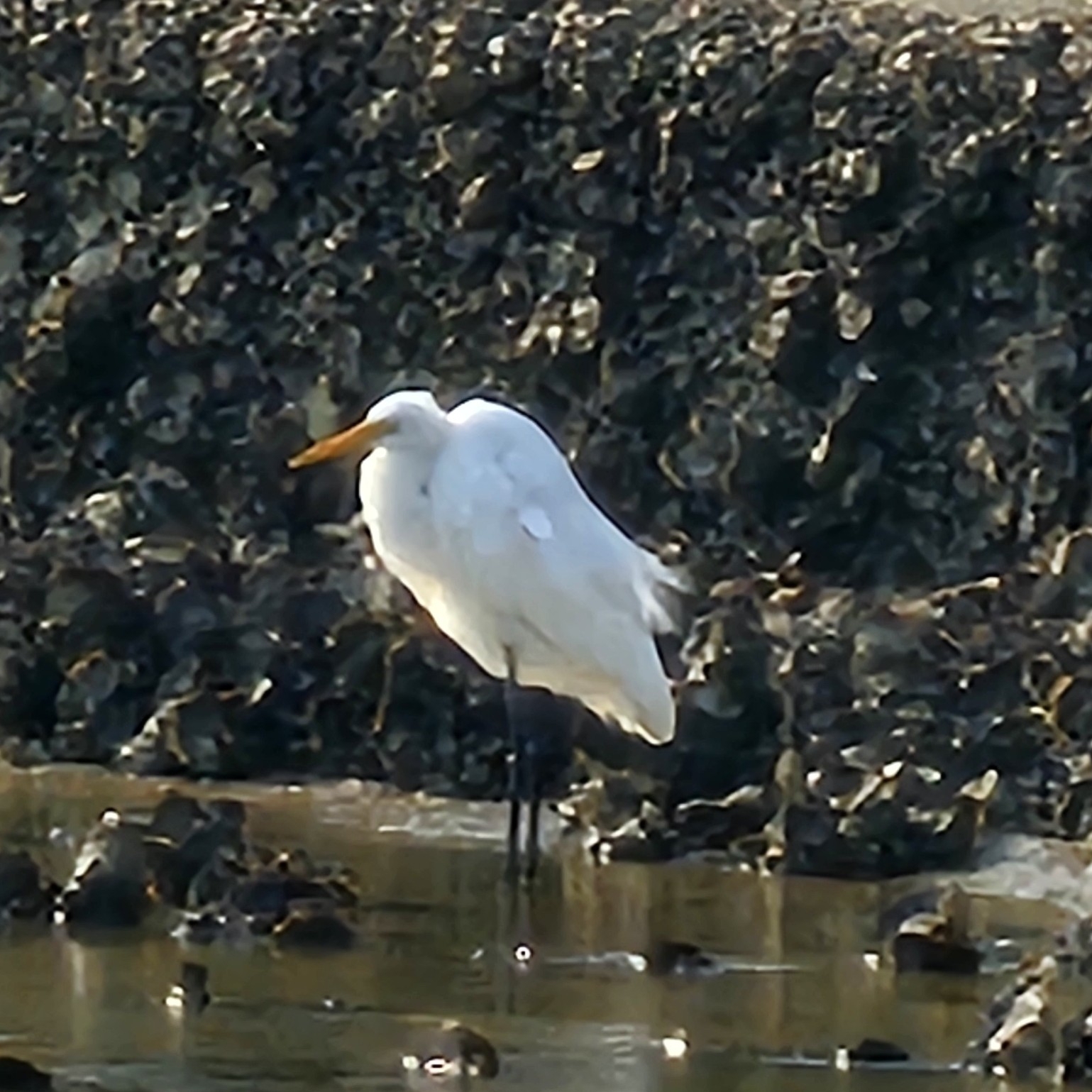 Medium Egret