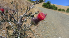 Cirsium occidentale var. coulteri