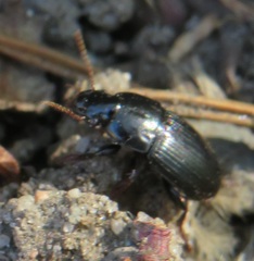 Harpalus tardus