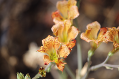 Alstroemeria versicolor