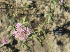 Gomphrena pulchella